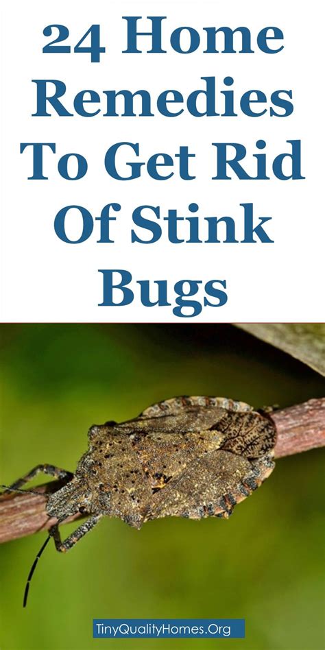 24 Home Remedies And Repellents To Get Rid Of Stink Bugs in 2020 ...