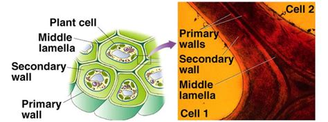 Cell Structure and Function (ept) – Eprepare