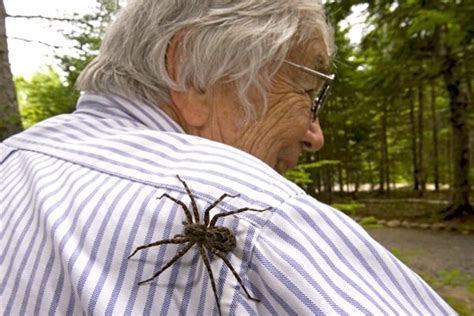 Giant Wolf Spider Size