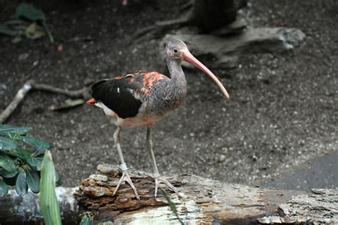 Baby Birdorable: Scarlet Ibis in Baby Birds, Ibises