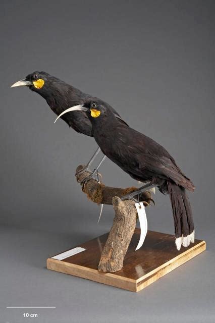 Te Papa's Blog | Extinct birds of New Zealand, Part 2 – Songbirds