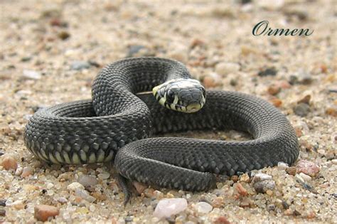 Black Mamba Snake ~ High Definition Wallpapers|Cool Wallpapers|Nature ...