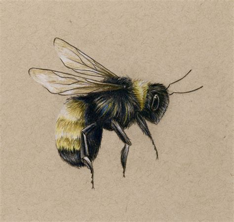 Bumble Bee Drawing at PaintingValley.com | Explore collection of Bumble ...