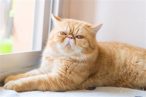 Breaking Stereotypes: These Smushed Face Cats With Flat Faces Will Melt ...