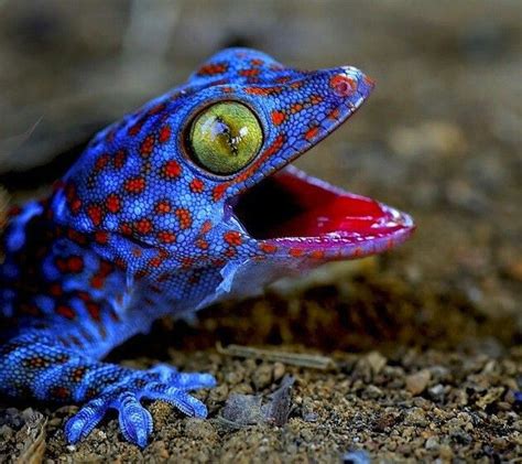 endangered reptiles - Google Search | Colorful lizards, Lizard ...