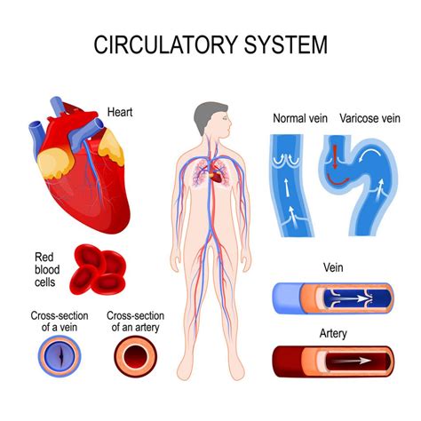 Circulatory System - Health Transformation