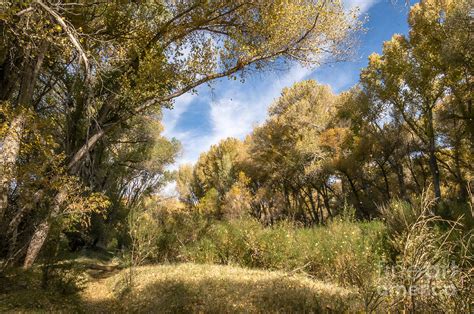 Falling Cottonwood Leaves Photograph by Al Andersen | Fine Art America