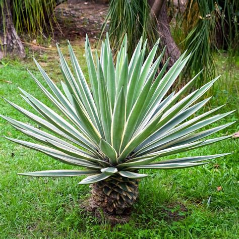 Plants of Sisal - AGAVE SISALANA - The Original Garden