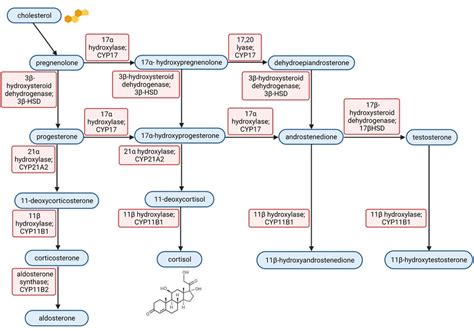 Steroid synthesis pathway. Steroid hormones are mostly synthesised in ...