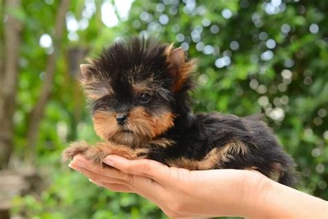 10 Best Dog Foods For Yorkies (2024 Guide)