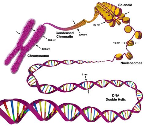 Chromosome structure | Chromosome, Chromosome structure, Structural biology