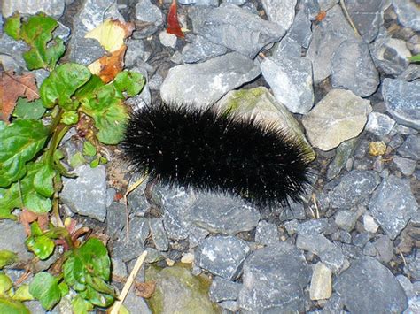 Fuzzy caterpillar in south Texas (white moth pics following...we caught ...