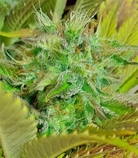 Silver Haze feminized seeds for sale by Vision Seeds - Herbies