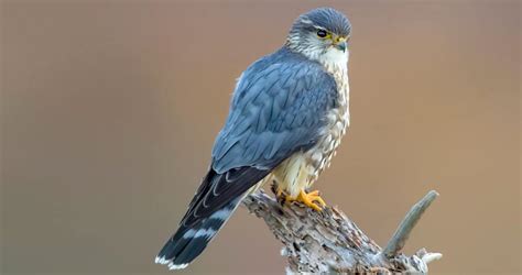 Merlin Overview, All About Birds, Cornell Lab of Ornithology