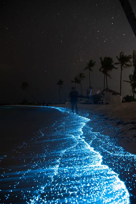 Bioluminescent Bays in Puerto Rico: Best Time to Go