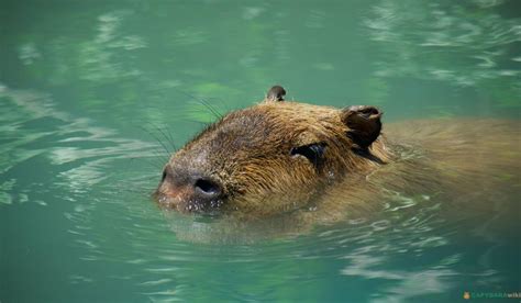 Capybara Swimming