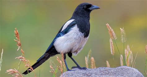 Black-billed Magpie Life History, All About Birds, Cornell Lab of ...