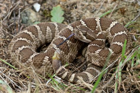 Baby Diamondback Rattlesnake