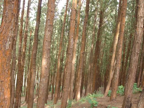 Vagamon Pine Forest wallpaper | nature and landscape | Wallpaper Better