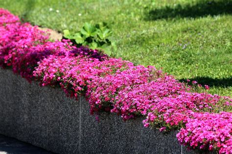 Ground Covers: For sun, For Shade-All Things Garden-beesandroses.com ...