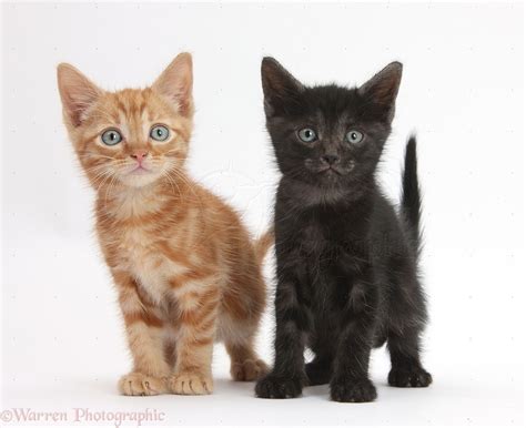 Ginger kitten and black kitten, 5 weeks old, standing photo - WP36685