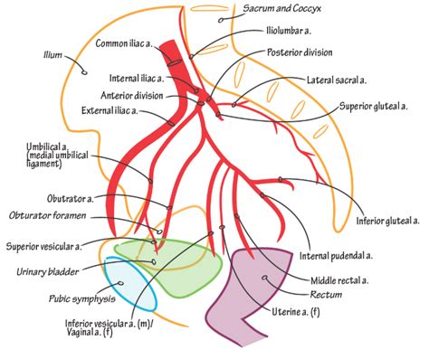 Iliac artery branches Diagram | Quizlet