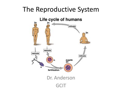 Reproduction System