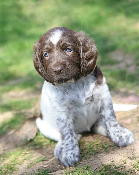 Weimaraner German Shorthair Mix