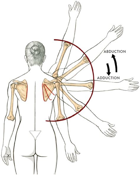 Download 20 Ball And Socket Joint Movement Around Longitudinal Axis