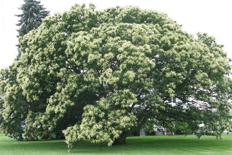 Chinese Chestnut Tree For Sale | Great Tree for Wildlife