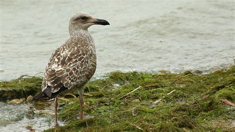 CAMBRIDGESHIRE BIRD CLUB GALLERY: Yellow-legged Gull