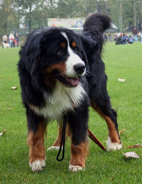 Bernese Mountain Dog Breed » Info, Pictures, & More