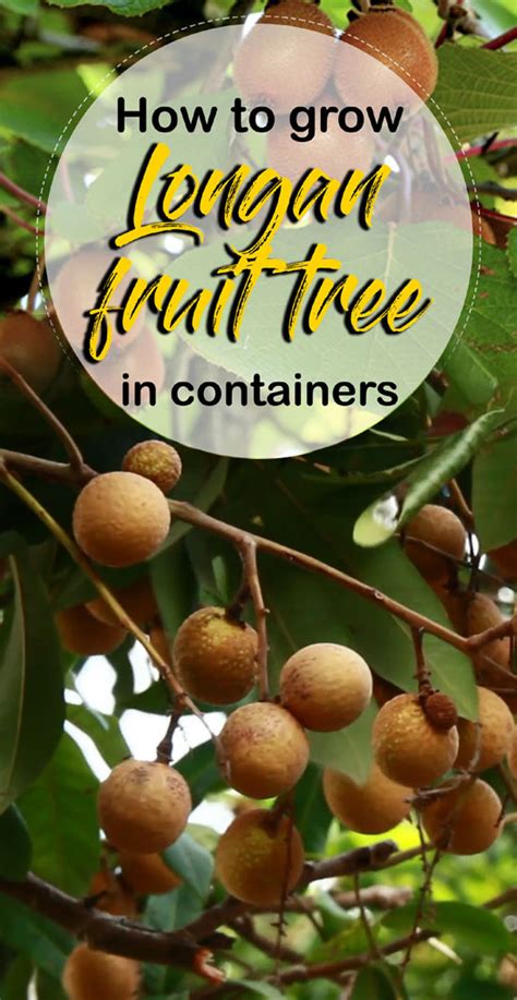 Longan tree | How to grow Longan fruit tree | Growing Longan tree in a ...