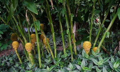 How to Grow and Care for Flowering Ginger