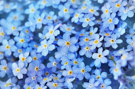 Forget-Me-Nots: Tips and Symbolism of These Pretty Blue Flowers ...