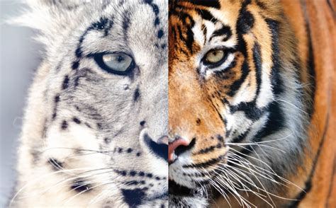 No kingdom to rule: Help us protect big cat habitats - WWF.CA