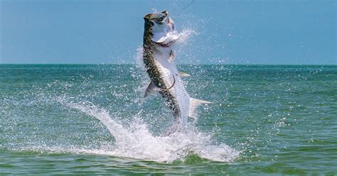 A Guide To Tarpon Fishing | Tarpon Fishing Naples Florida