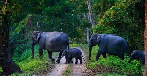 Kerala Wildlife Sanctuary, National Parks of Kerala