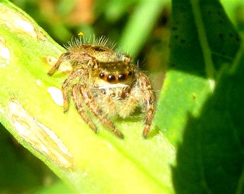 Jumping spider - Phidippus princeps - BugGuide.Net