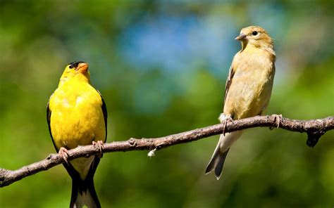 American Goldfinch Male And Female