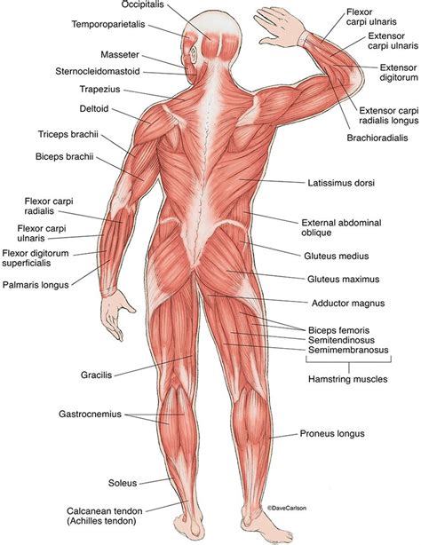 Human Anatomy Back View Organs