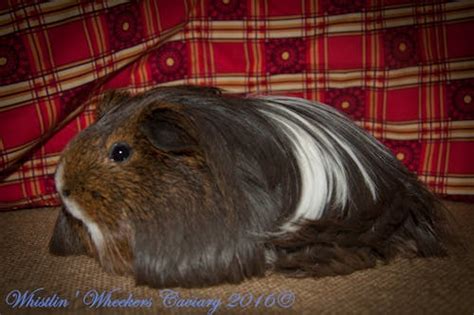 Free stock photo of cavy, guinea pig, peruvian guinea pig