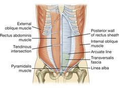 median arcuate ligament | Radiology, Medical anatomy, Nuclear medicine