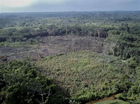 Deforestation Surges in World’s No. 2 Tropical Forest -- Congo Basin ...