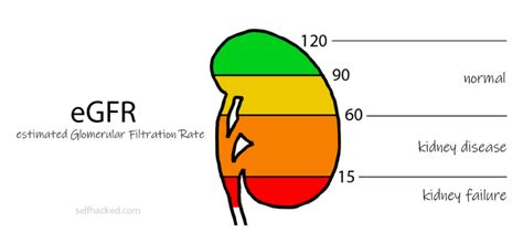 eGFR (Glomerular Filtration Rate) Test + How To Improve - SelfDecode Labs