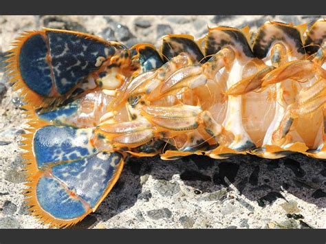 Homarus gammarus - Common or European lobster (Crustacean images)