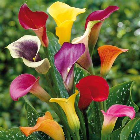 Everything You Need to Know About Planting Calla Lilies: A Step-By-Step ...