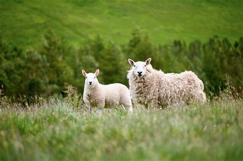 Cheviot Sheep Breed Information: Is This Intelligent Sheep Right for ...