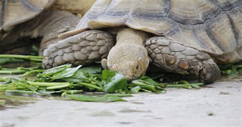 Sulcata Tortoise Food Chart: The Key to Healthy Tortoise Nutrition