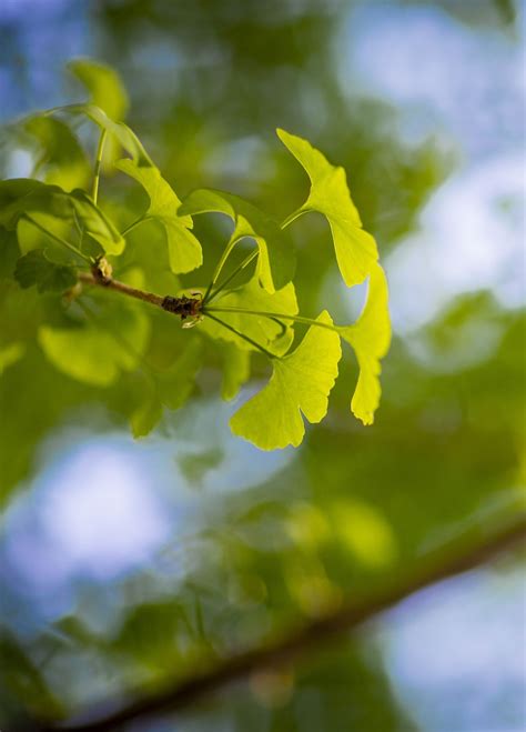 Secrets of the Ginkgo Seeds